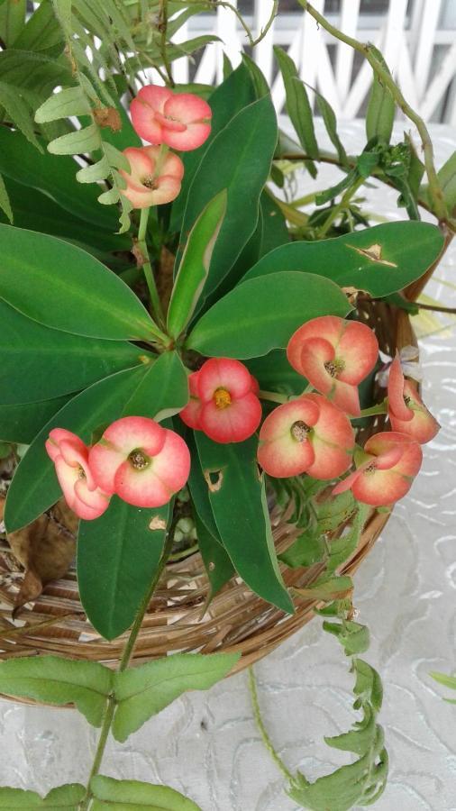 Seychelles Yellow Petals Anse Boileau Luaran gambar