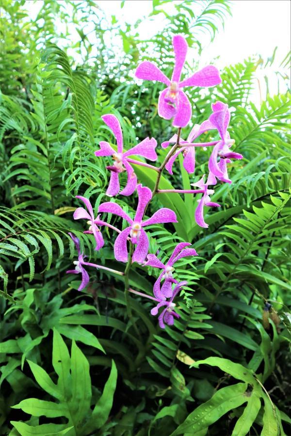 Seychelles Yellow Petals Anse Boileau Luaran gambar