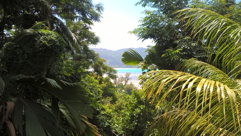 Seychelles Yellow Petals Anse Boileau Luaran gambar